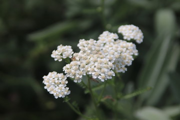 Schafgarbenblüte  © Julia Beckel