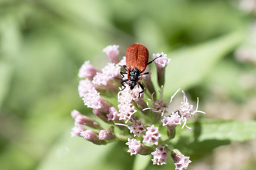 insect that lives on wild plants