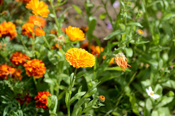 Yellow marigolds bloom in the summer garden on a bright sunny day.
