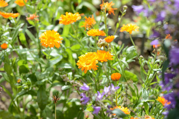 Yellow marigolds bloom in the summer garden on a bright sunny day.