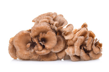 maitake mushrooms isolated on white background