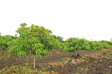 Growing Mango field in valley of Thailand