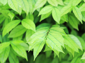 Fresh green nature tree leaves background. Natural background.