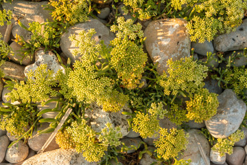 plantas y rocas