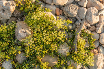 plantas y rocas