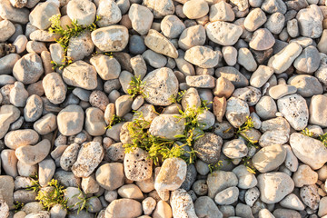 Rocas blancas y vegetación 
