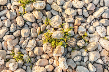 Rocas blancas y vegetación 