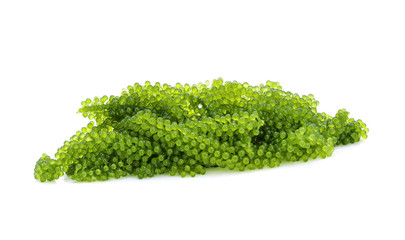 Sea grapes ( green caviar ) seaweed isolated on white background