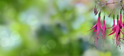 panoramic view on flowers of fuchshia hanging from their branch and copy space on the left