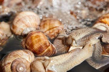 Many live garden snails under running water closeup. Washing snails before cooking