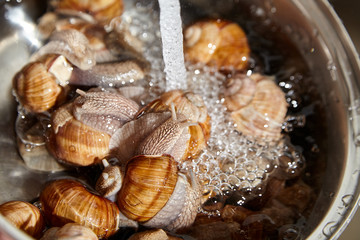 Many live garden snails under running water, closeup. Washing snails before cooking in pan