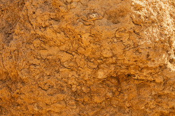 Fossil corals of the Red Sea. Ancient creatures, turned into stone.