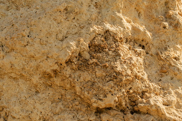 Fossil corals of the Red Sea. Ancient creatures, turned into stone.