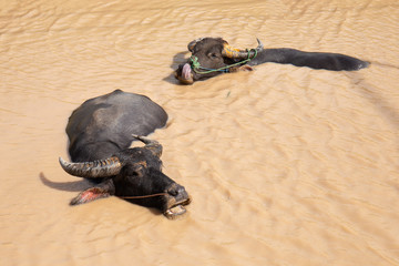The buffalo sleeps in the natural canal.