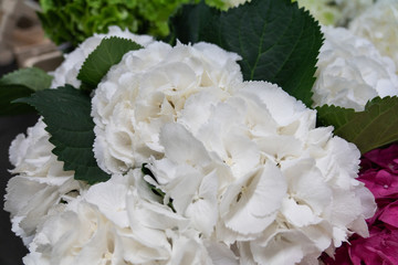 close up of white hydrangeas