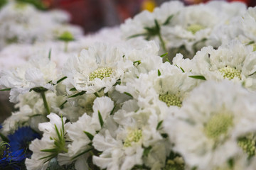 close up of white flowers