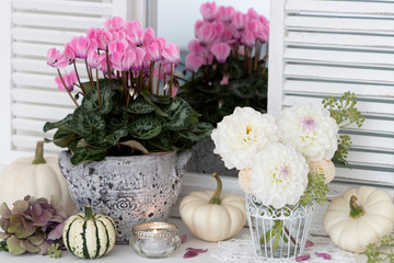 romantische Dekoration mit weißen Dahlien, Kürbissen und Alpenveilchen in Rosa