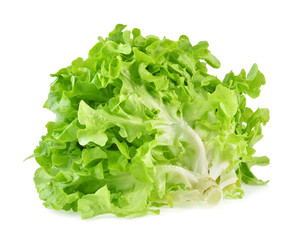 Green oak lettuce isolated on white background.