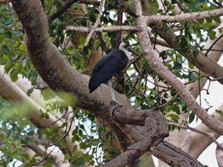 Woolly-necked Stork, Ciconia episcopus microscelis, standing on tree, Ethiopia