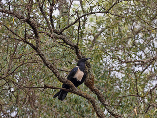 Pied Crow, Corvus albus, sitting in branches, Ethiopia