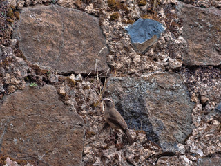 White-browed sparrow-weaver, Plocepasser mahali, looking for food on stone wall, Ethiopia