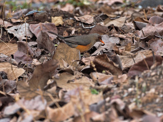 Abyssinian Thrush, Turdus abyssinicus, looking for food on earth, Ethiopia