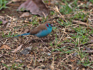 Red-cheeked Cordon-bleu, Uraeginthus bengalus, looking for food on the ground, Ethiopia