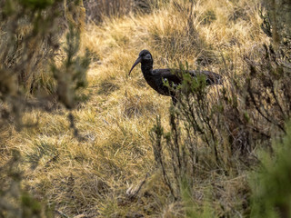 Wattled Ibis, Bostrychia carunculata, looking for food in dense vegetation, Ethiopia