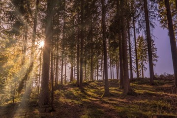 idyllic sunset in a forest in germany