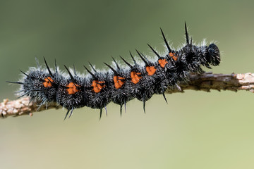 The Mourning Cloak, caterpillar (Nymphalis antiopa)