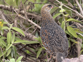 Erckel's Francolin, Francolinus castaneicollisi , in Simien Mountains National Park, Ethiopia.
