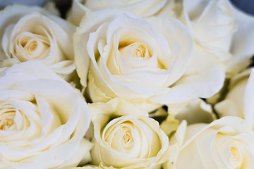 close up of white roses