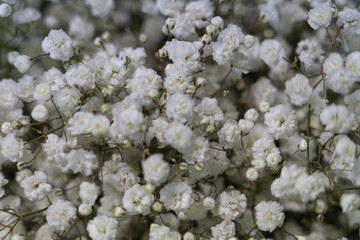 close up of white flowers