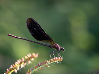 Damselfly Calopteryx haemorrhoidalis aka Copper or Mediterranean demoiselle.