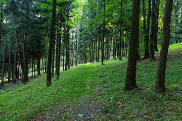 Composite landscape. fence near road going down the hill through meadow and forest to the high mountains in evening light