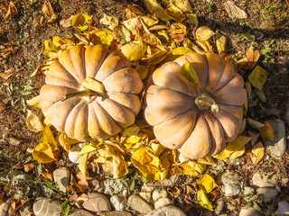 Orange pumpkins and autumn leaves.  Halloween Pumpkins.