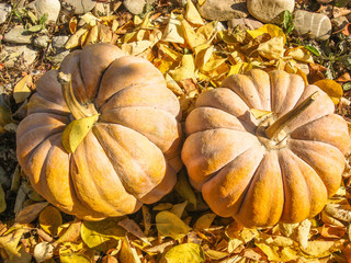 Orange pumpkins and autumn leaves.  Halloween Pumpkins.