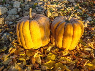 Orange pumpkins and autumn leaves.  Halloween Pumpkins.