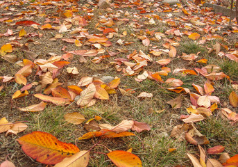 Colorful autumn leaves.  Dry leaves on dry grass.Colorful autumn leaves.  Dry leaves on dry grass.
