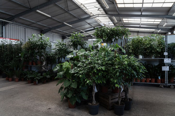 plants in a greenhouse