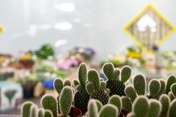 cactus in a greenhouse