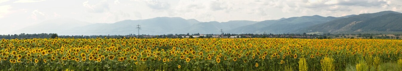 Fototapeta premium Sunflower field near the Balkan mountains before the rain. The terrain in southern Europe. Panorama.