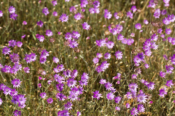 Xeranthemum annuum is a flowering plant species also known as annual everlasting or immortelle.