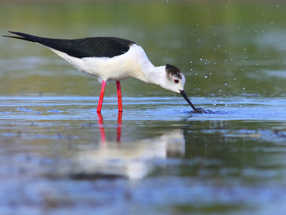Fototapeta premium Black-winged Stilt feeding. Himantopus himantopus