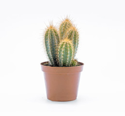 Cactus in pot isolated on white background. Front view.