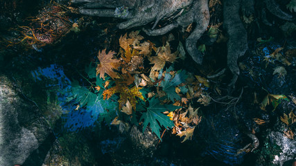Fototapeta na wymiar Fall leaves on water surface. Green. Yellow. Tree.