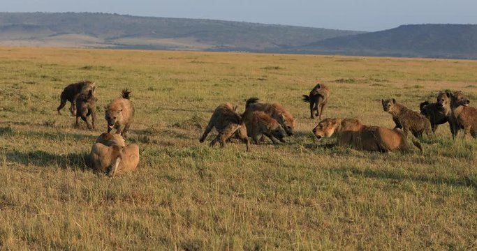 A group of hyena attacks lionesses in the savannah