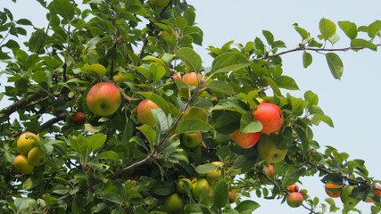 Apfelbaum, Zweig mit Äpfeln