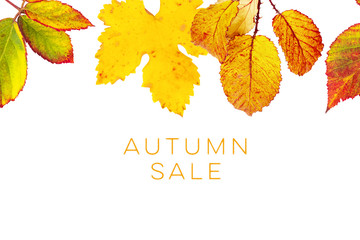 Autumn Sale, a discount banner design with yellow autumn leaves and copy space
