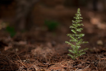 Sprout of asparagus plant (Asparagus acutifolius) grows in the forest among the leaves of the pines